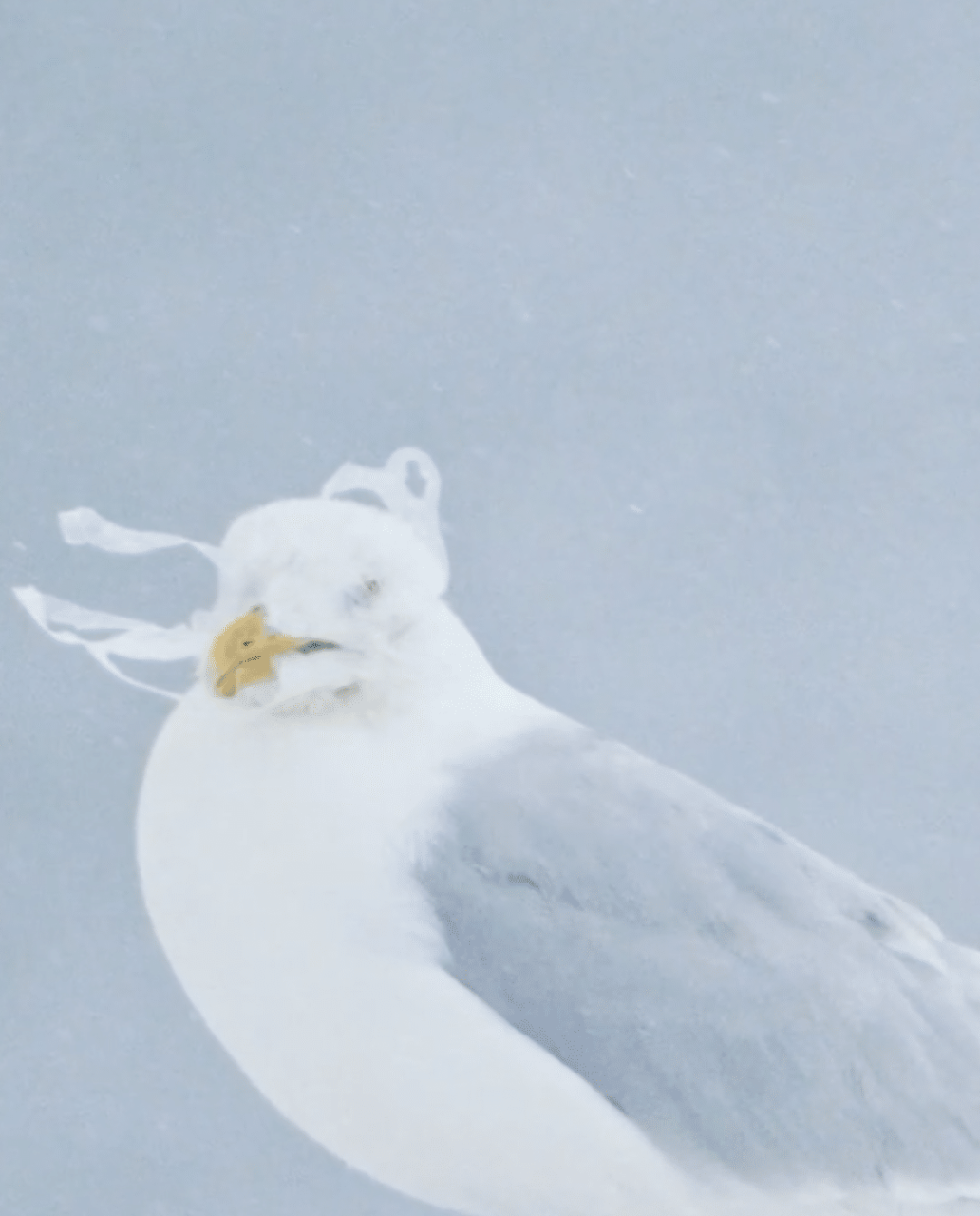 An arctic bird tangled in plastic